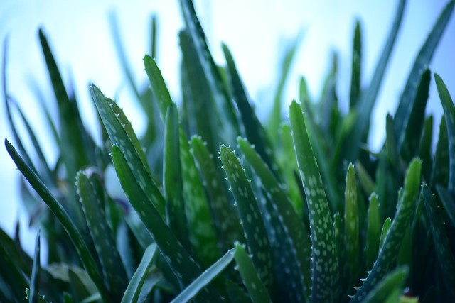 aloevera